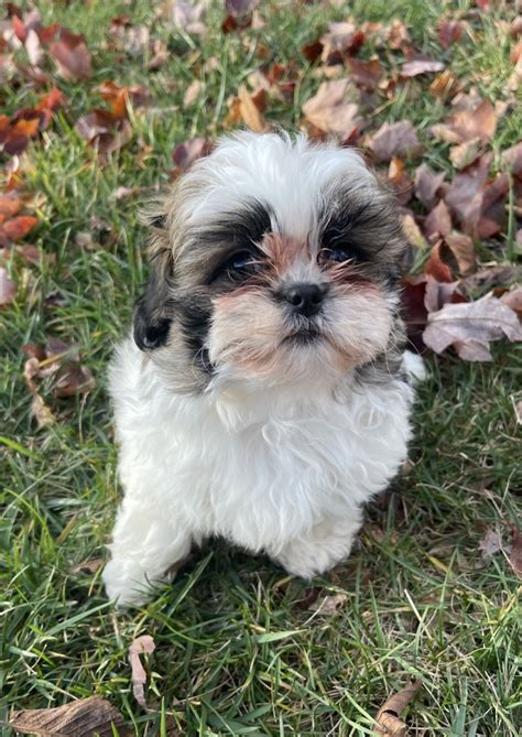 craigslist lexington ky|lexington ky craigslist shih tzu.